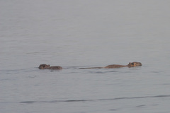 Myocastor coypus coypus