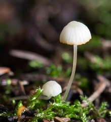 Hemimycena gracilis