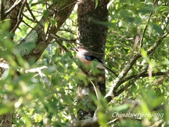 Garrulus glandarius taivanus