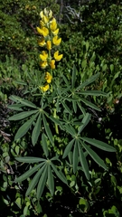 Lupinus croceus