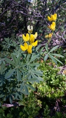 Lupinus croceus