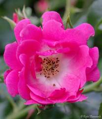 Rosa