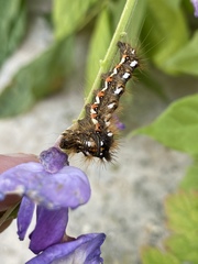 Acronicta rumicis