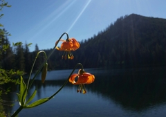 Lilium pardalinum pardalinum