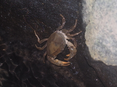 Parathelphusa convexa