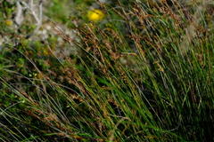 Schoenus quartziticus