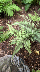 Athyrium niponicum