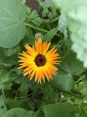 Calenduleae