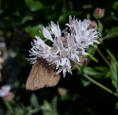Callophrys