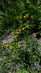 Erigeron inornatus