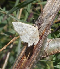Scopula ternata
