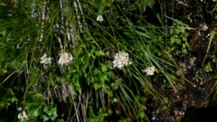 Calliscirpus criniger