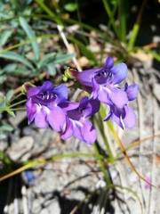 Penstemon parvulus