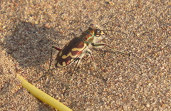 Cicindela tranquebarica kirbyi
