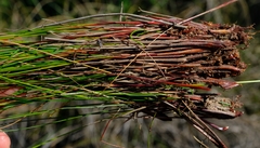 Schoenus quartziticus