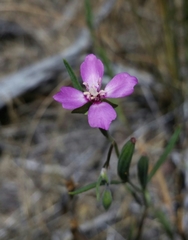 Clarkia lassenensis
