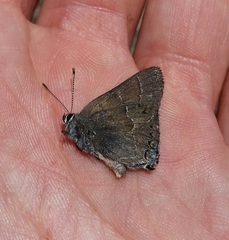 Satyrium tetra
