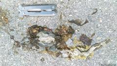 Ctenosaura similis similis