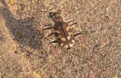 Cicindela tranquebarica kirbyi