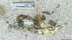 Ctenosaura similis similis