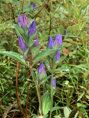 Gentiana sceptrum