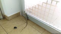 Ctenosaura similis similis