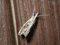 Catoptria verellus