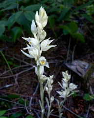Cephalanthera austiniae