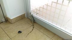 Ctenosaura similis similis