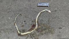 Drymobius margaritiferus margaritiferus