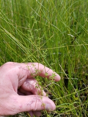 Galium labradoricum