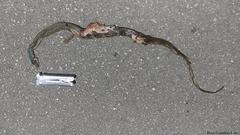 Drymobius margaritiferus margaritiferus