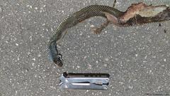 Drymobius margaritiferus margaritiferus