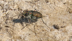 Cicindela tranquebarica kirbyi