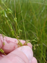 Galium labradoricum