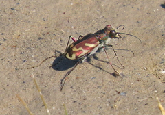 Cicindela tranquebarica kirbyi
