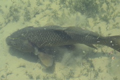 Cyprinus carpio