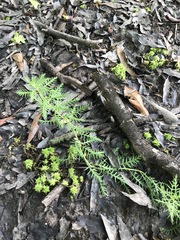 Proserpinaca pectinata