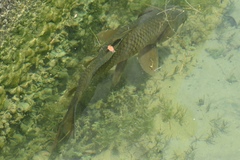 Cyprinus carpio