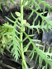 Proserpinaca pectinata