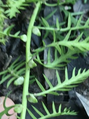 Proserpinaca pectinata