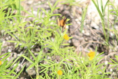 Melampodium linearilobum