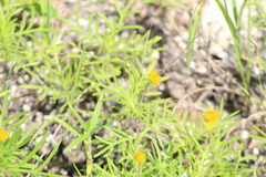 Melampodium linearilobum