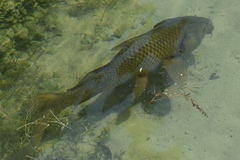 Cyprinus carpio