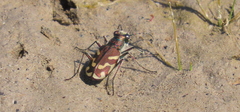 Cicindela tranquebarica kirbyi