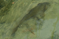 Cyprinus carpio