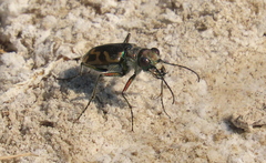 Cicindela tranquebarica kirbyi