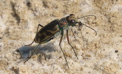 Cicindela tranquebarica kirbyi