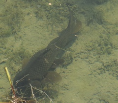 Cyprinus carpio