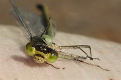 Erythromma viridulum